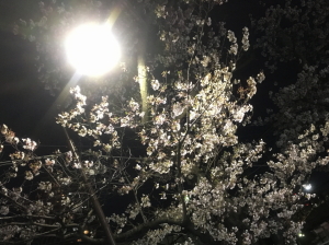 夜桜 夜桜