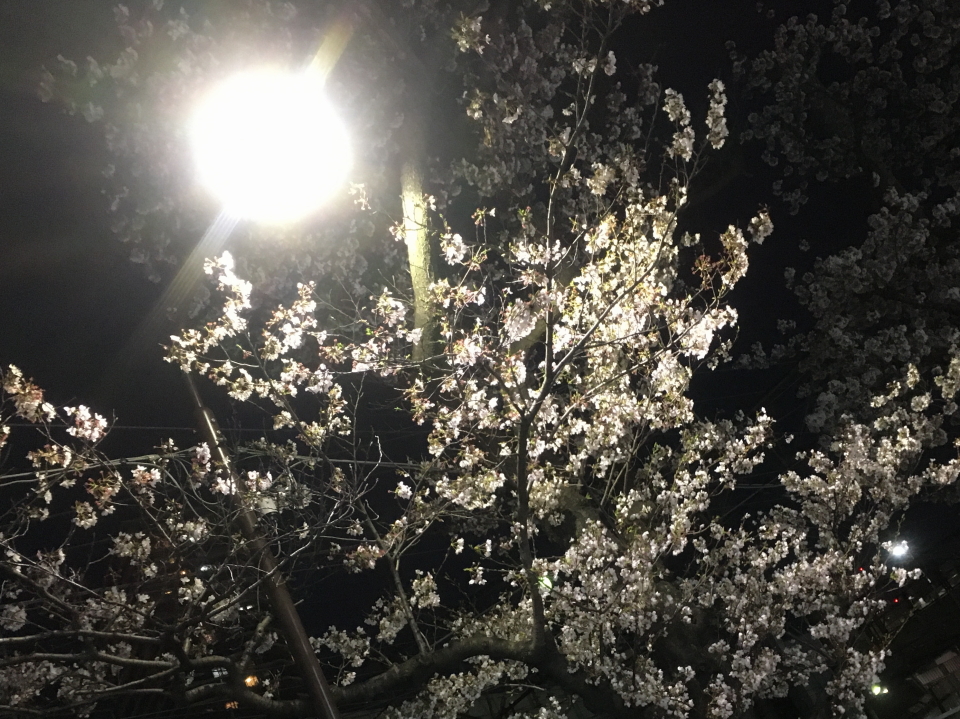 夜桜
